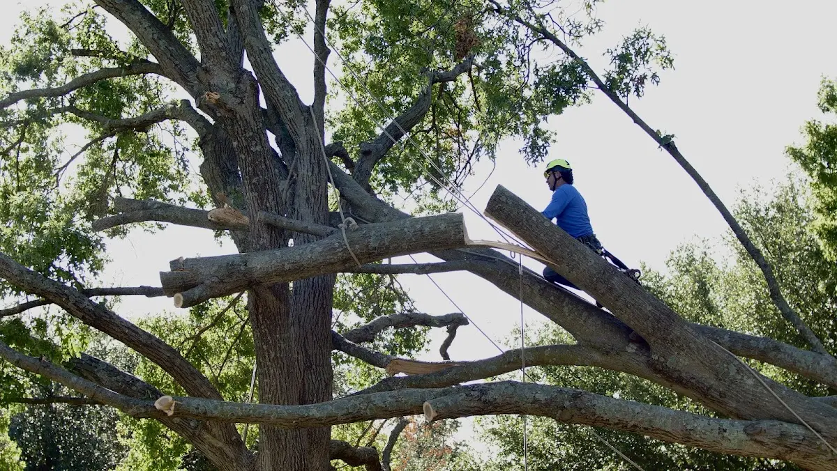 Professional Crown Thinning performed by certified arborists in Montfort