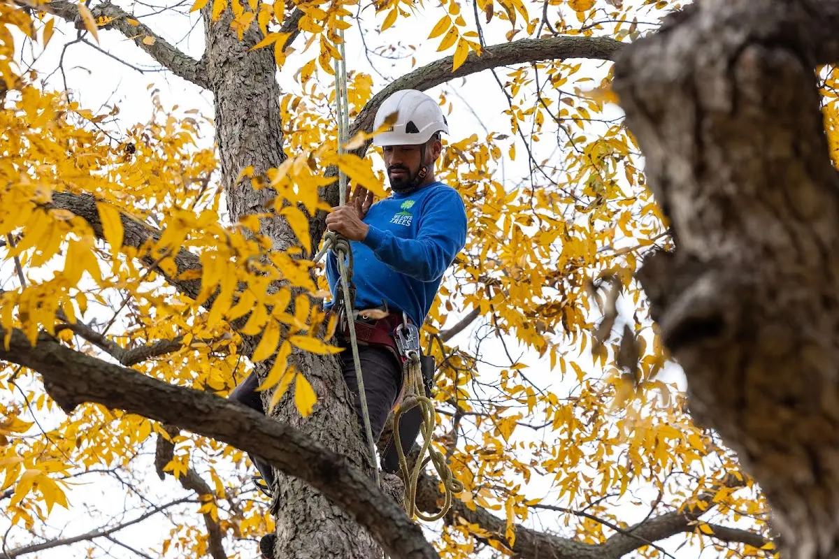 Skilled Storm Damage Cleanup crew working in Montfort