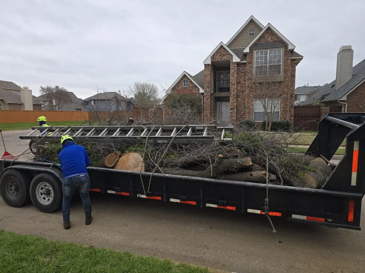 Expert Tree Removal with proper safety equipment in Montfort